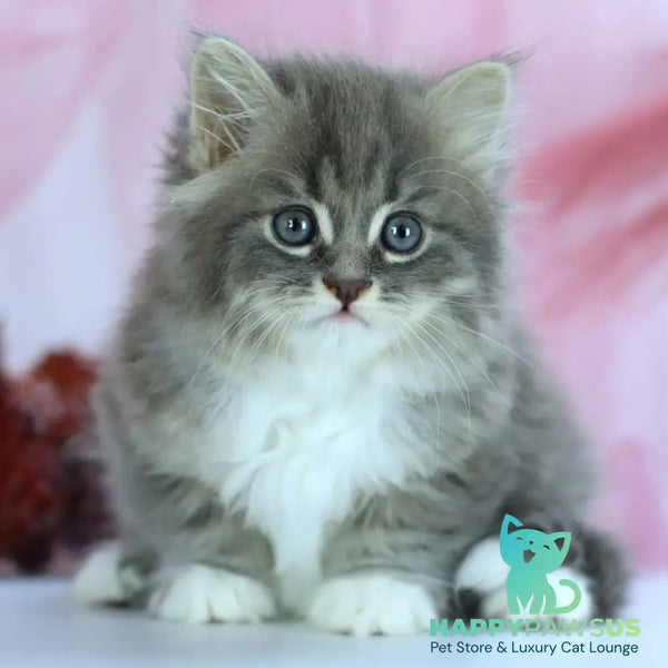 IrtyshIrtysh Siberian male blue with white spotted tabby - live animals