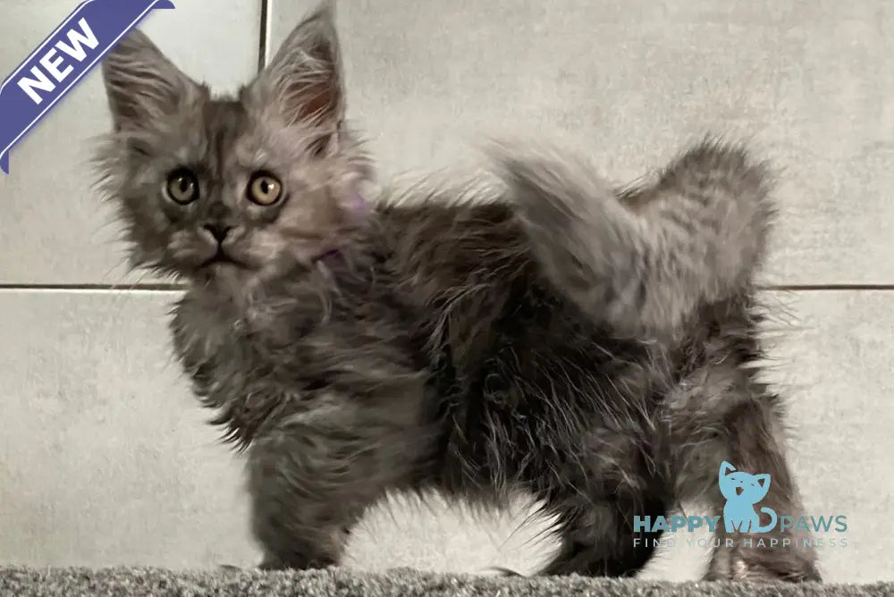 Irutup Maine Coon polydactyl male black silver live animals