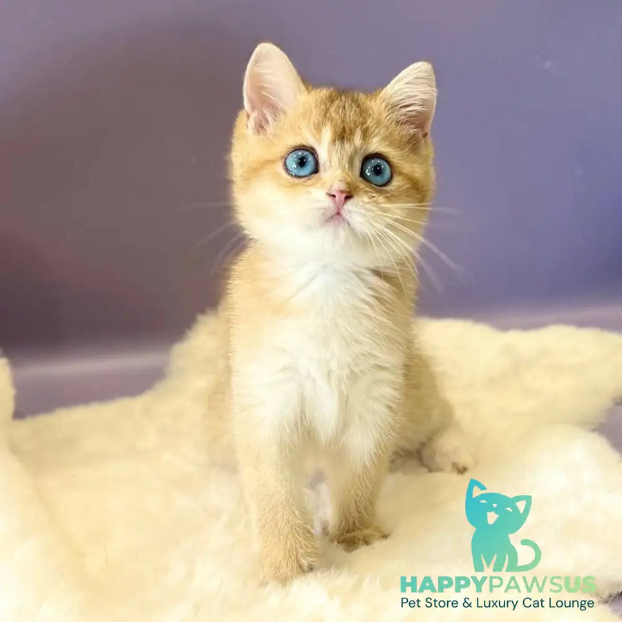 Irvin British Shorthair male black golden shaded - live animals