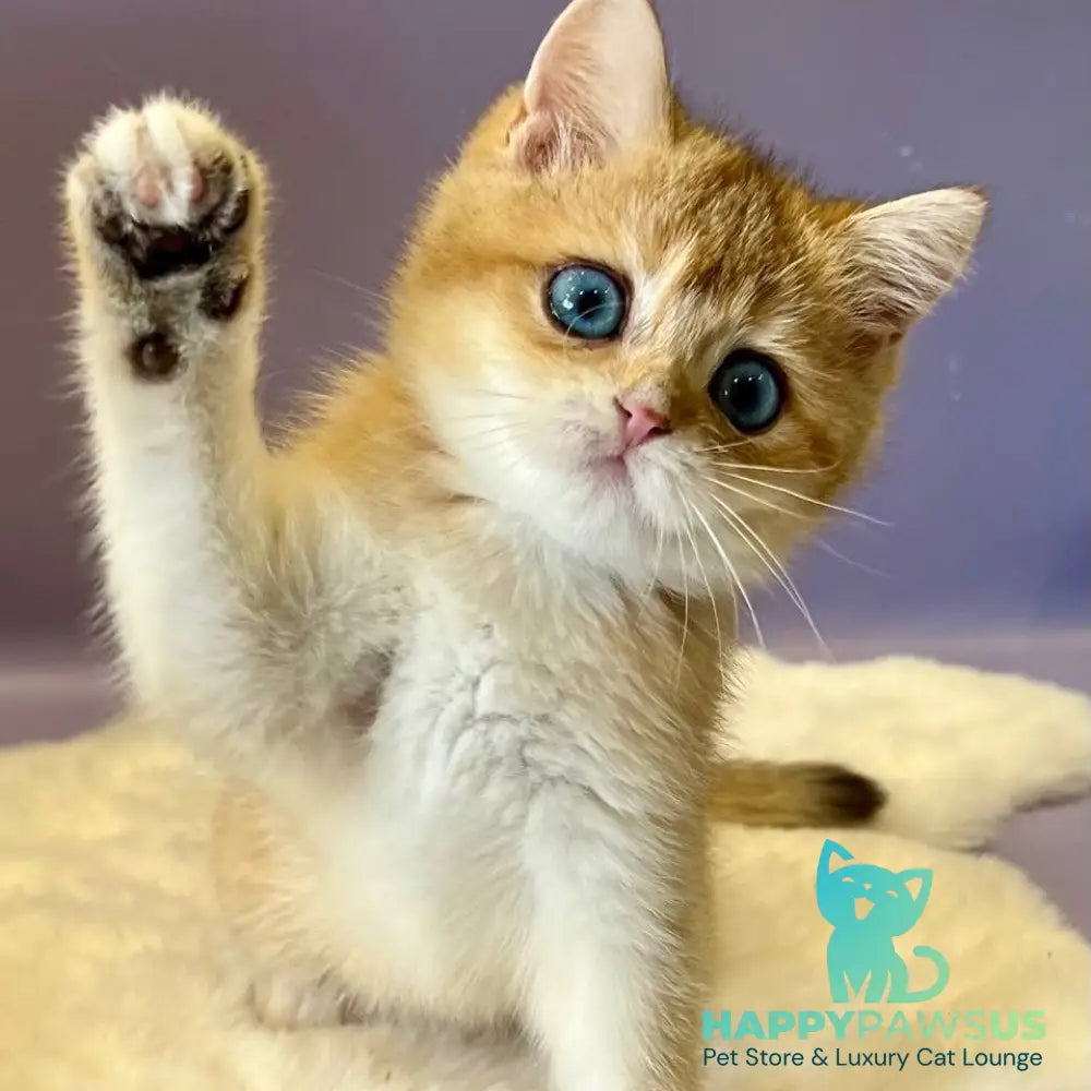 Irvin British Shorthair male black golden shaded - live animals