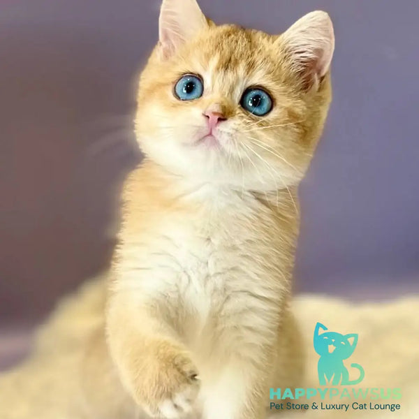 Irvin British Shorthair male black golden shaded - live animals