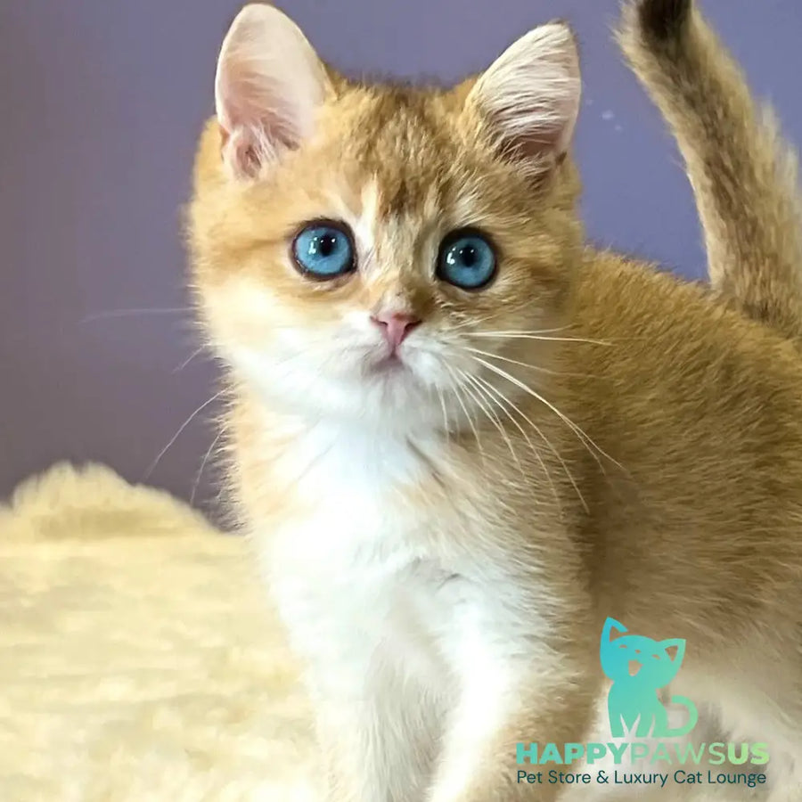 Irvin British Shorthair male black golden shaded - live animals