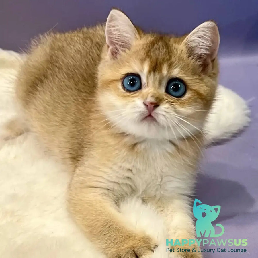 Irvin British Shorthair male black golden shaded - live animals