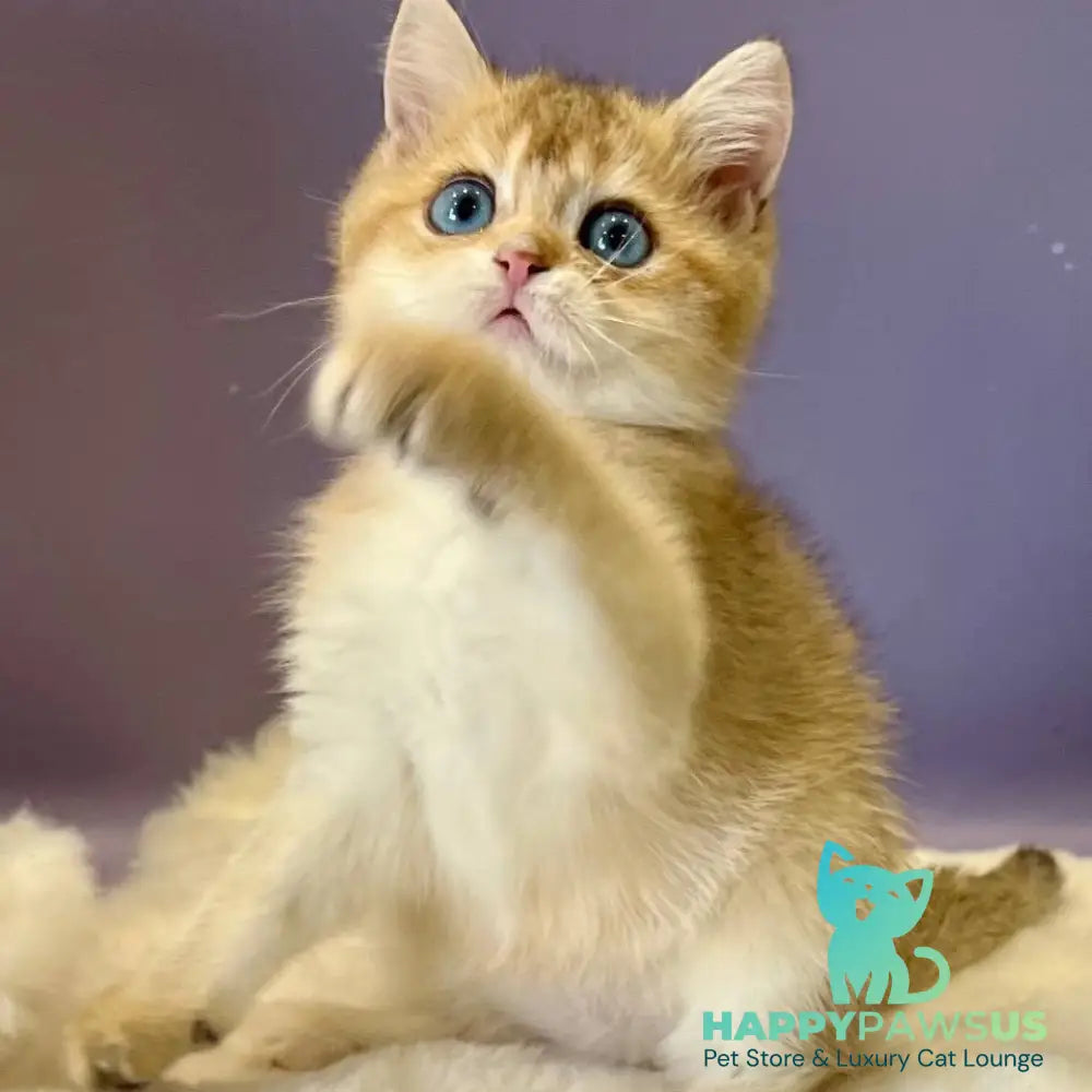 Irvin British Shorthair male black golden shaded - live animals