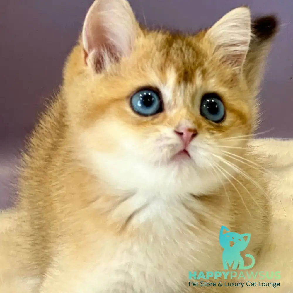 Irvin British Shorthair male black golden shaded - live animals