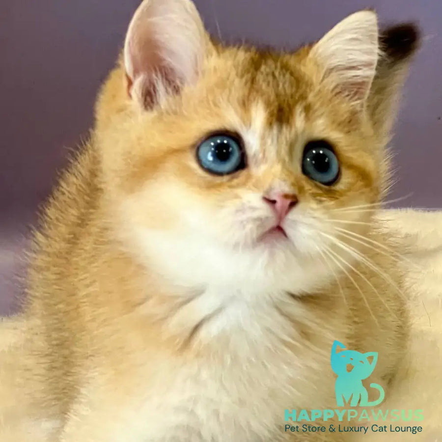 Irvin British Shorthair male black golden shaded - live animals