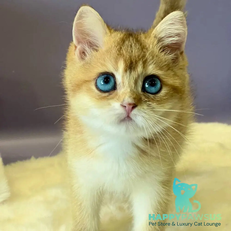 Irvin British Shorthair male black golden shaded - live animals