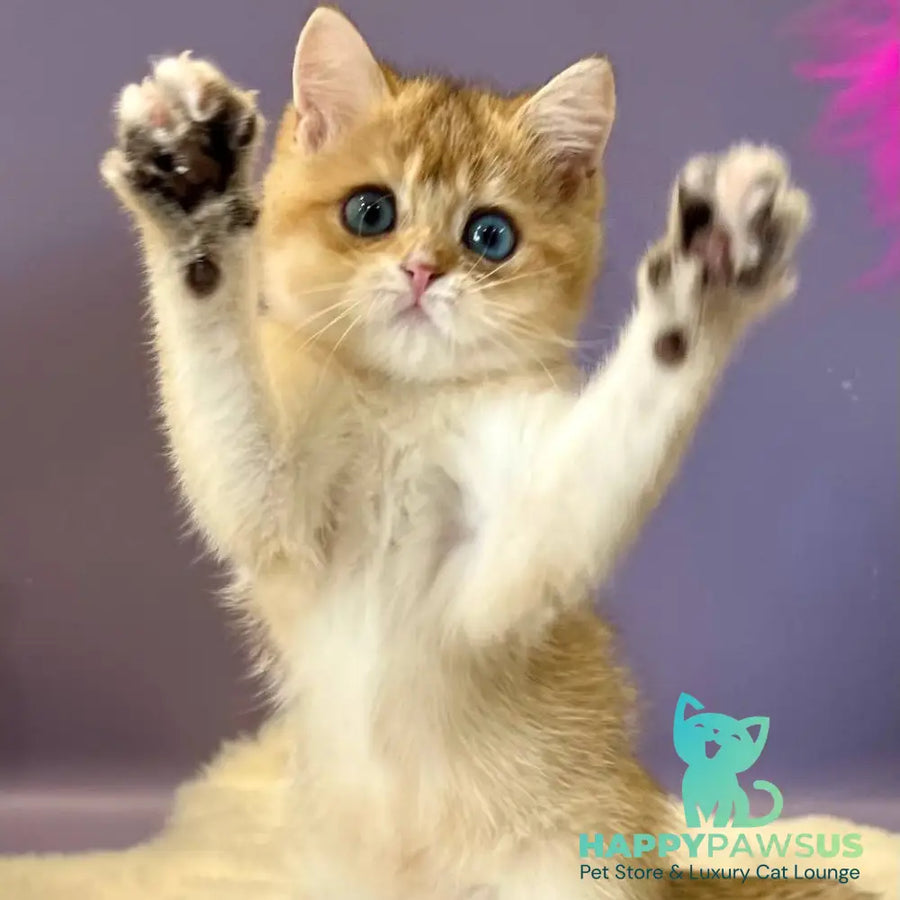 Irvin British Shorthair male black golden shaded - live animals