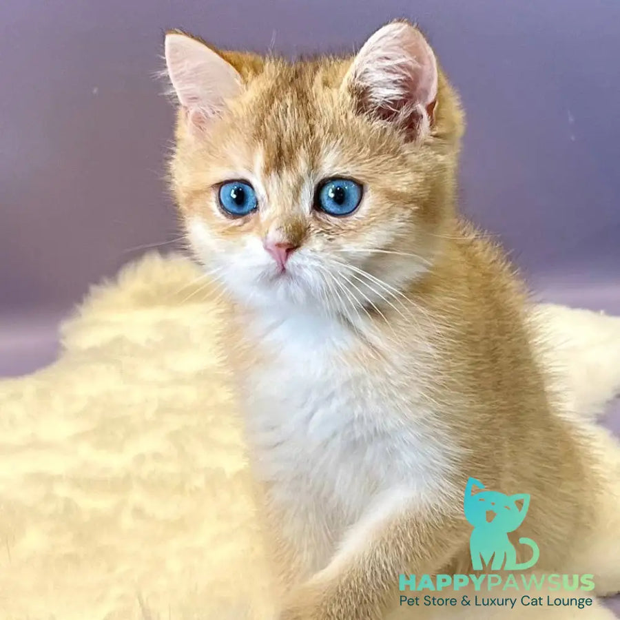 Irvin British Shorthair male black golden shaded - live animals