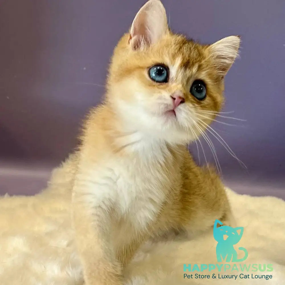 Irvin British Shorthair male black golden shaded - live animals