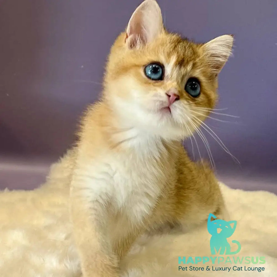 Irvin British Shorthair male black golden shaded - live animals