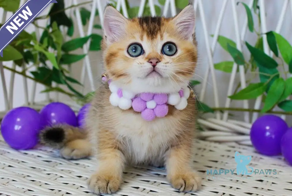 Irvin British Shorthair male black golden ticked tabby live animals
