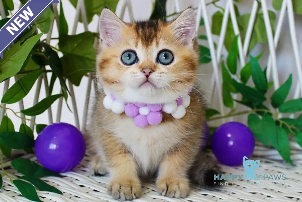 Irvin British Shorthair male black golden ticked tabby live animals