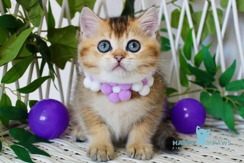 Irvin British Shorthair male black golden ticked tabby live animals
