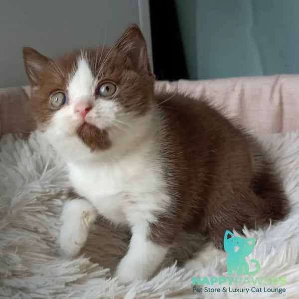 Irvin British Shorthair male chocolate bicolour - live animals
