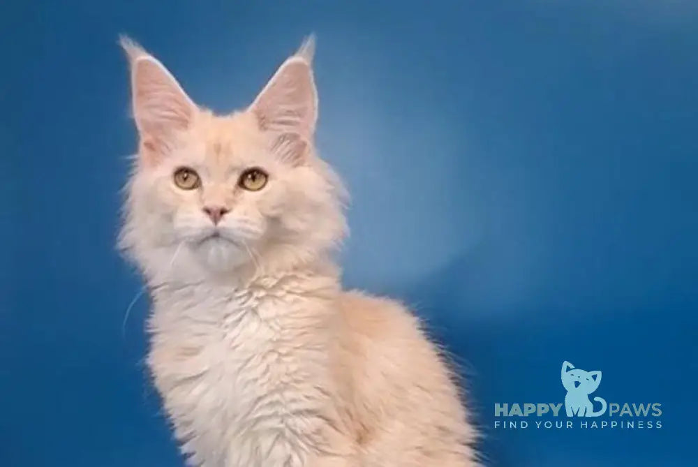 Irvin Maine Coon male cream silver live animals