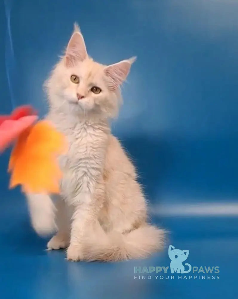 Irvin Maine Coon male cream silver live animals