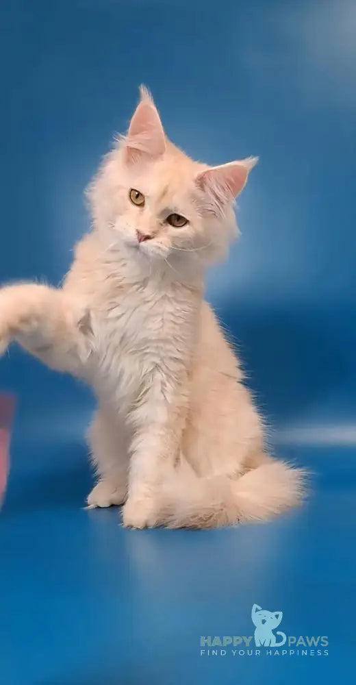 Irvin Maine Coon male cream silver live animals