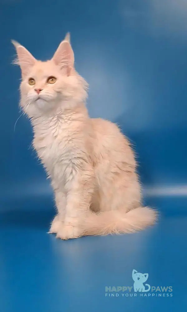 Irvin Maine Coon male cream silver live animals
