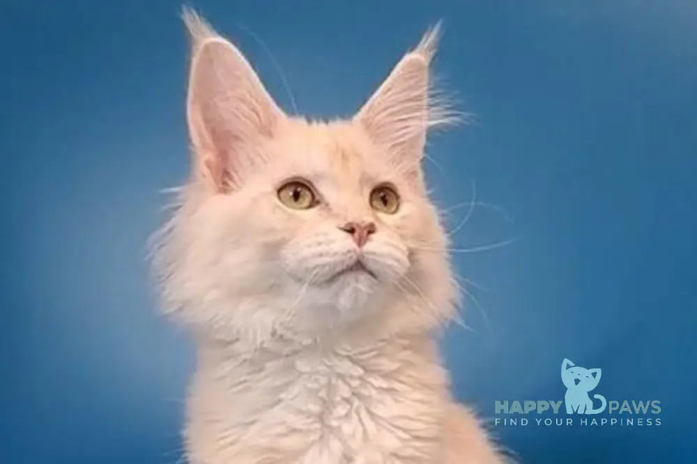 Irvin Maine Coon male cream silver live animals