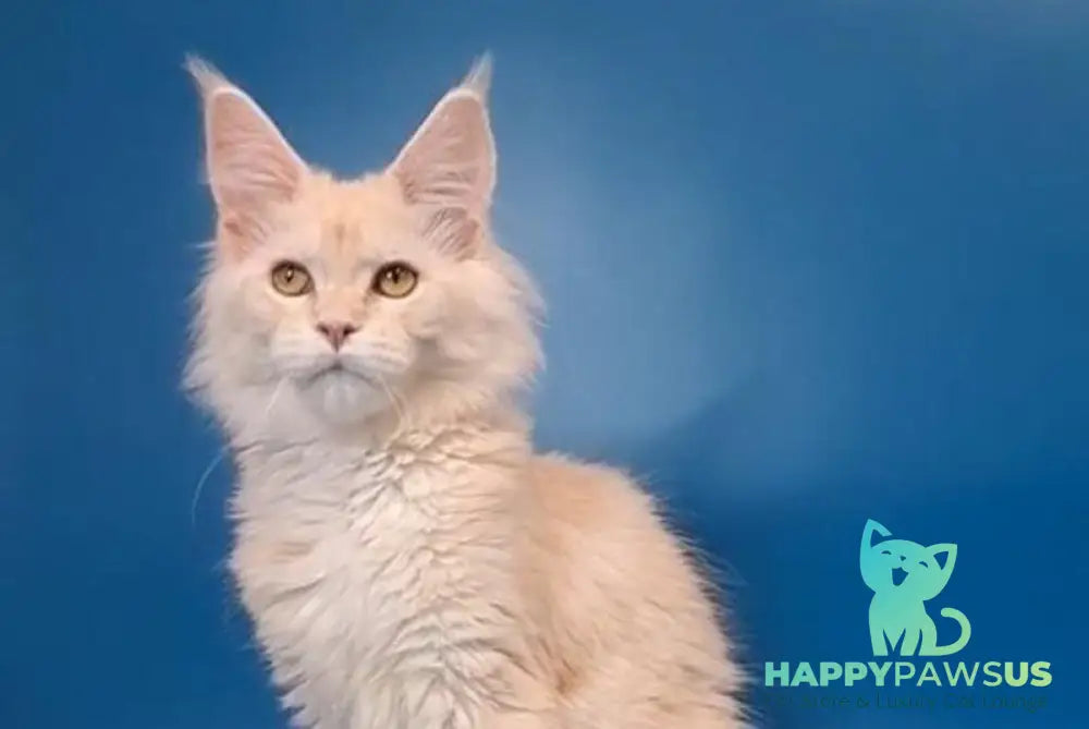 Irvin Maine Coon male cream silver live animals