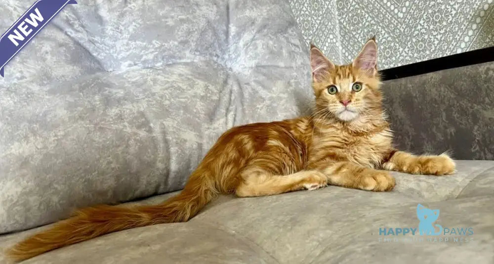 Irvin Maine Coon male red tabby live animals