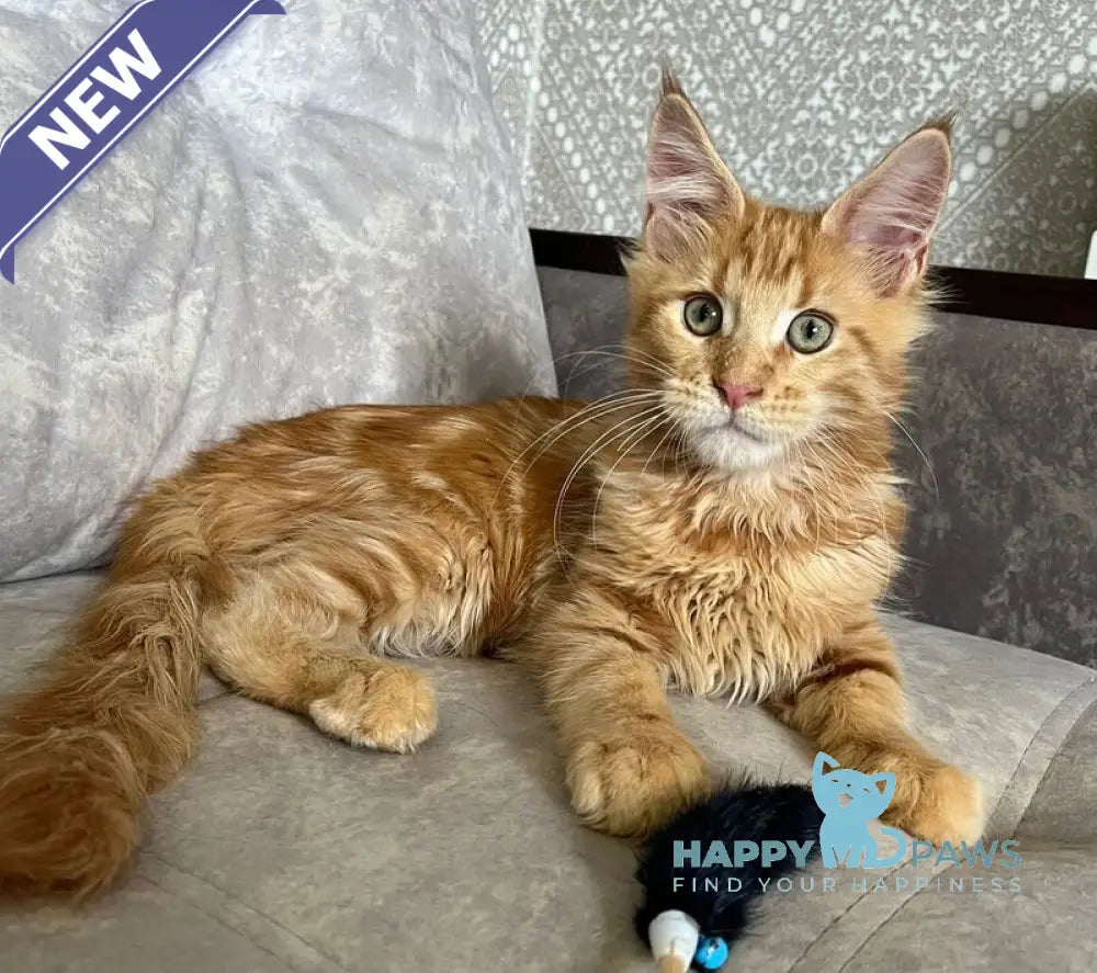 Irvin Maine Coon male red tabby live animals