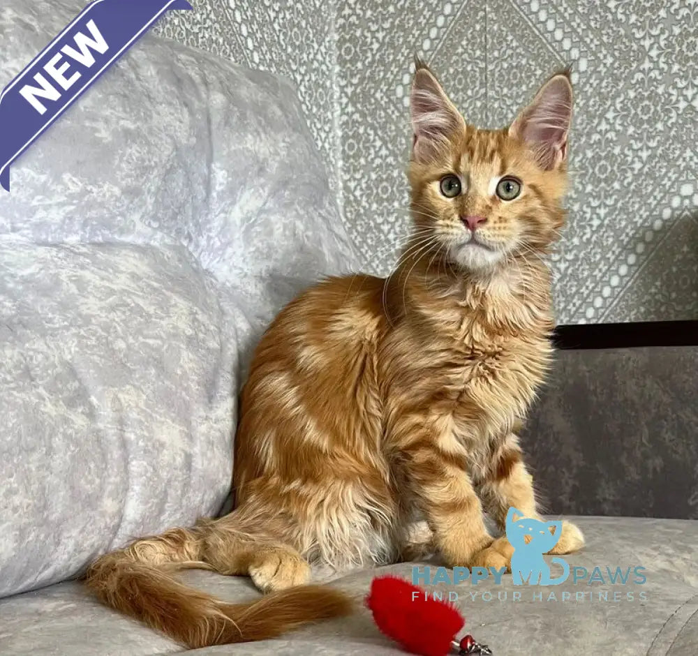 Irvin Maine Coon male red tabby live animals