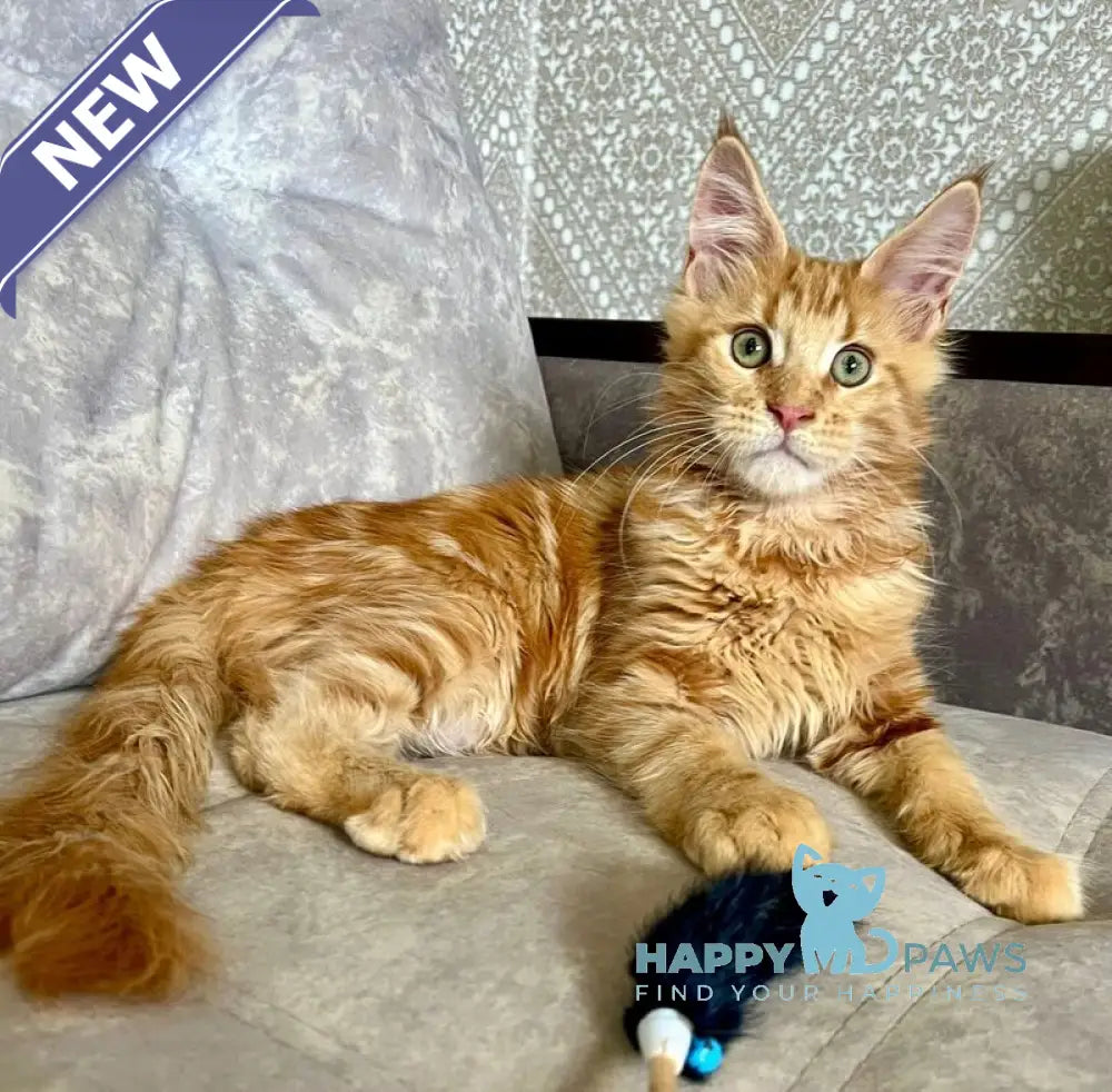 Irvin Maine Coon male red tabby live animals