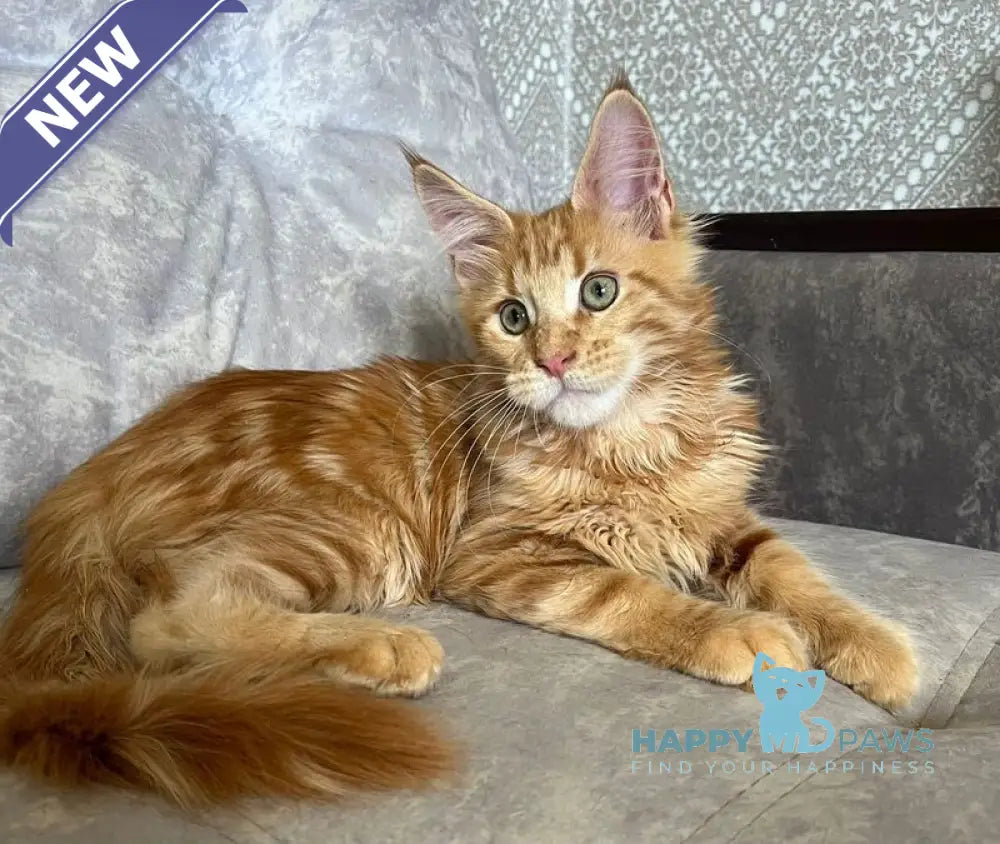 Irvin Maine Coon male red tabby live animals