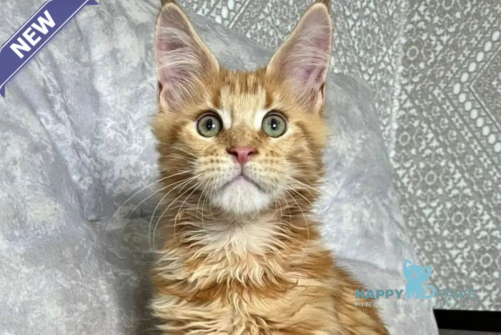 Irvin Maine Coon male red tabby live animals
