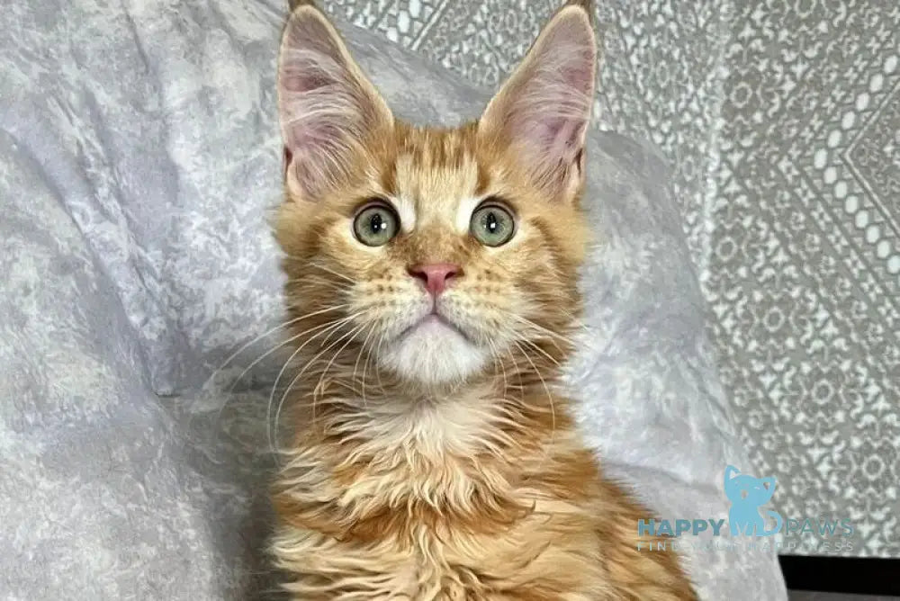 Irvin Maine Coon male red tabby live animals