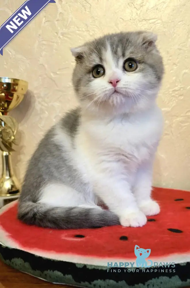 Irvin Scottish Fold male blue spotted tabby bicolour live animals