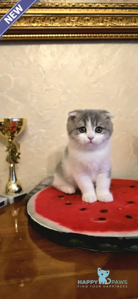 Irvin Scottish Fold male blue spotted tabby bicolour live animals