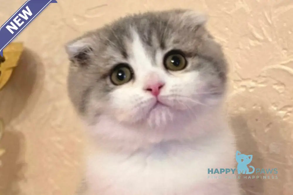 Irvin Scottish Fold male blue spotted tabby bicolour live animals