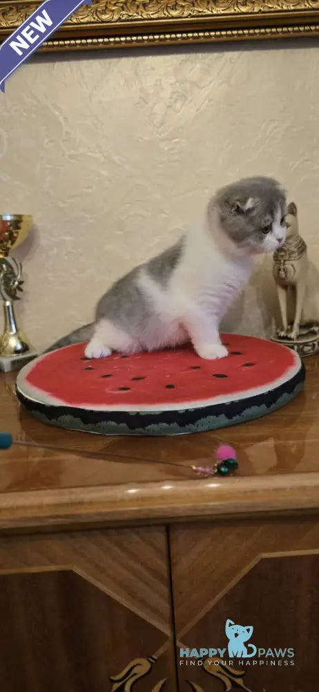 Irvin Scottish Fold male blue spotted tabby bicolour live animals