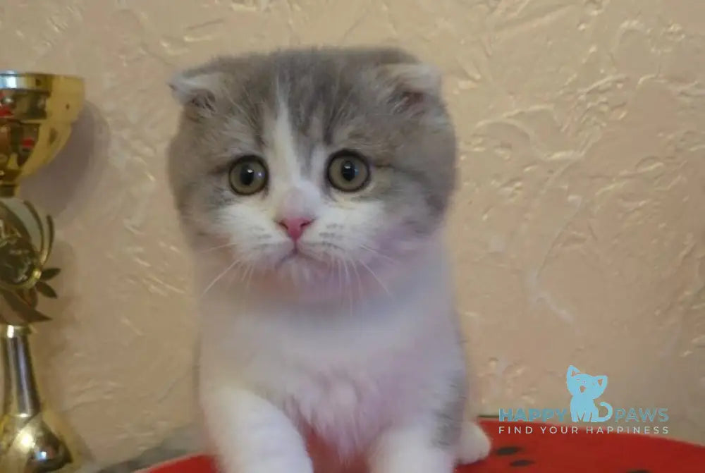 Irvin Scottish Fold male blue spotted tabby bicolour live animals