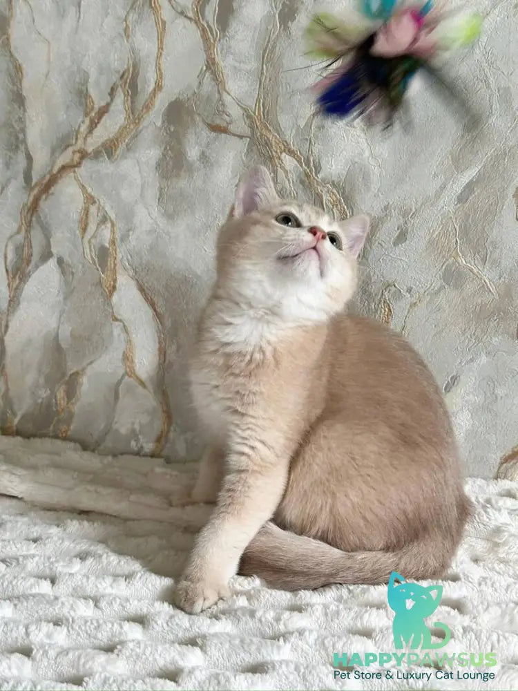 Irvin Scottish Straight male lilac golden ticked tabby - live animals