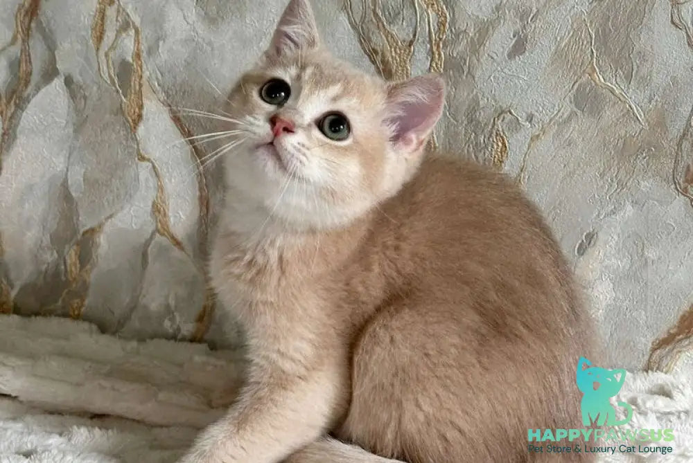 Irvin Scottish Straight male lilac golden ticked tabby - live animals