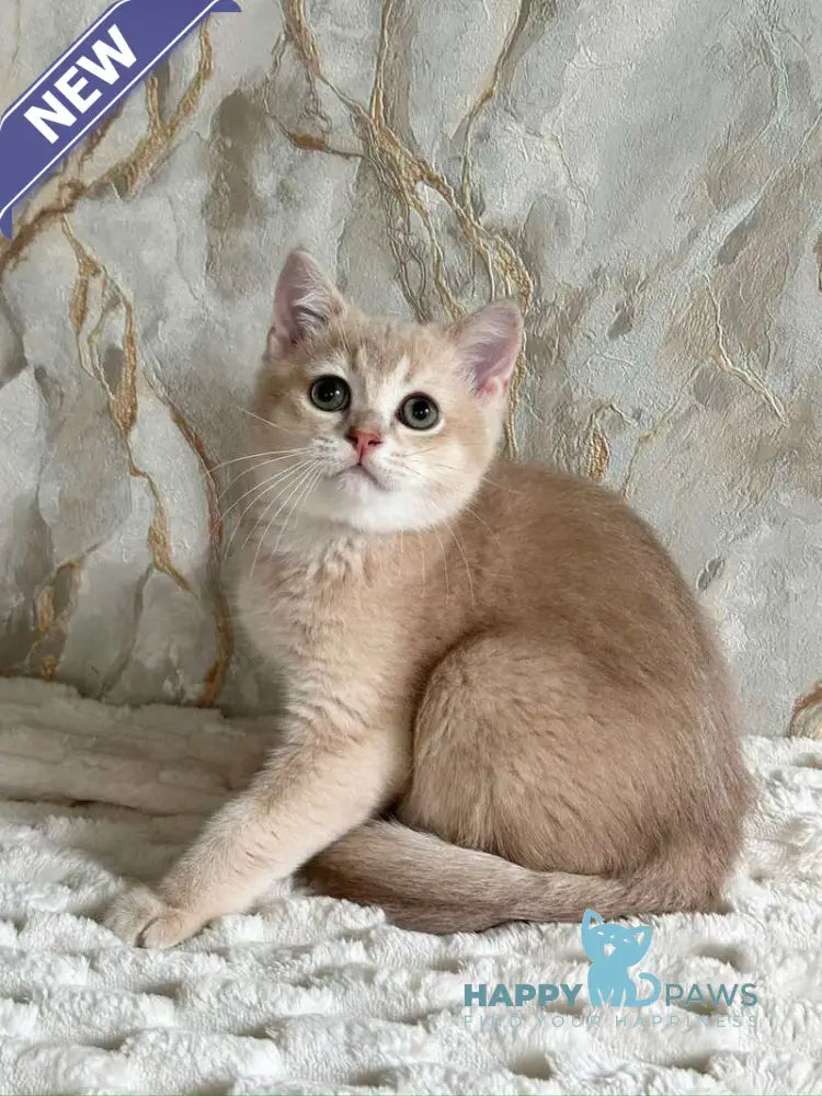 Irvin Scottish Straight male lilac golden ticked tabby - live animals