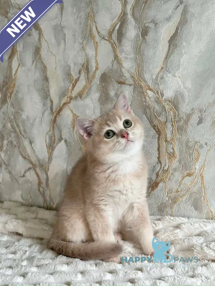 Irvin Scottish Straight male lilac golden ticked tabby - live animals