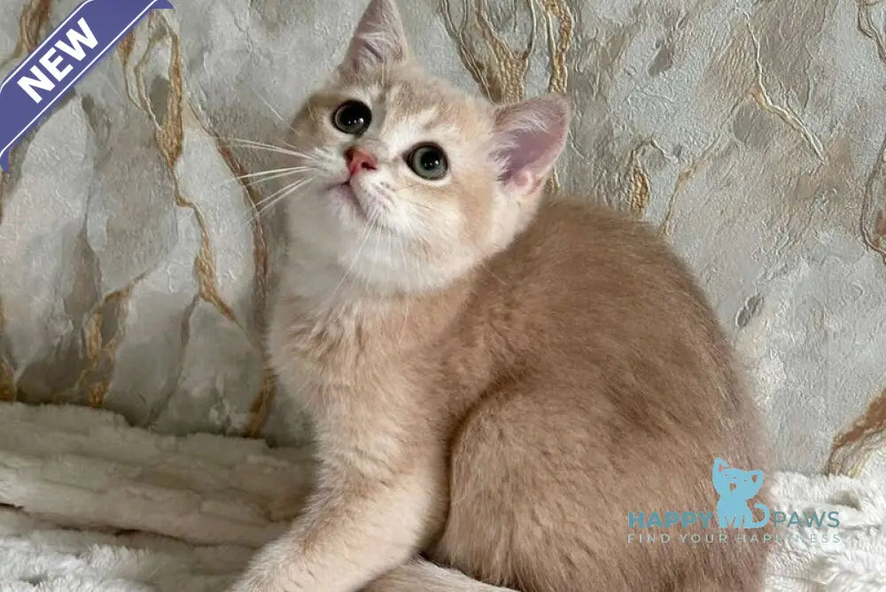 Irvin Scottish Straight male lilac golden ticked tabby - live animals
