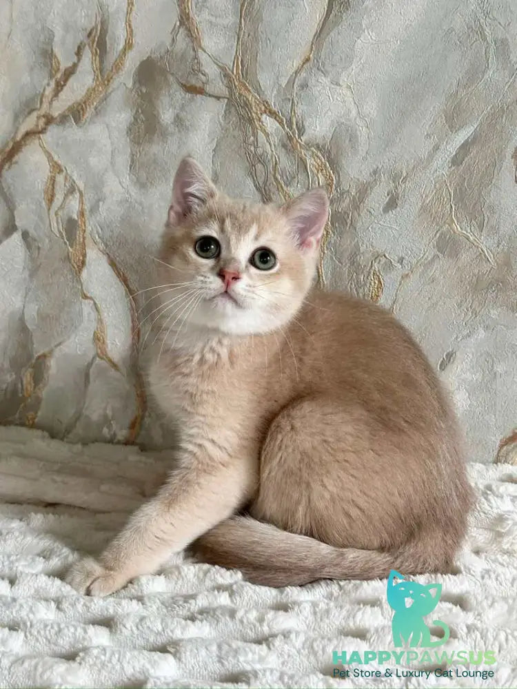 Irvin Scottish Straight male lilac golden ticked tabby - live animals