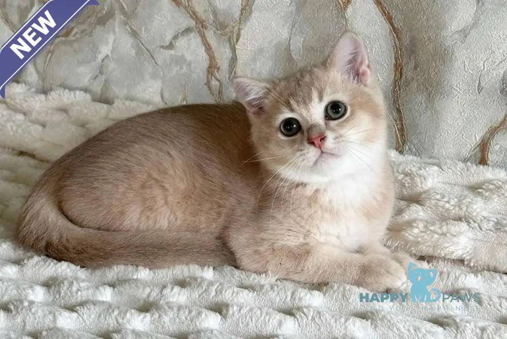 Irvin Scottish Straight male lilac golden ticked tabby - live animals
