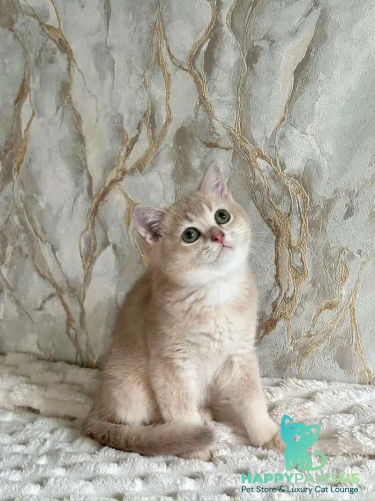 Irvin Scottish Straight male lilac golden ticked tabby - live animals