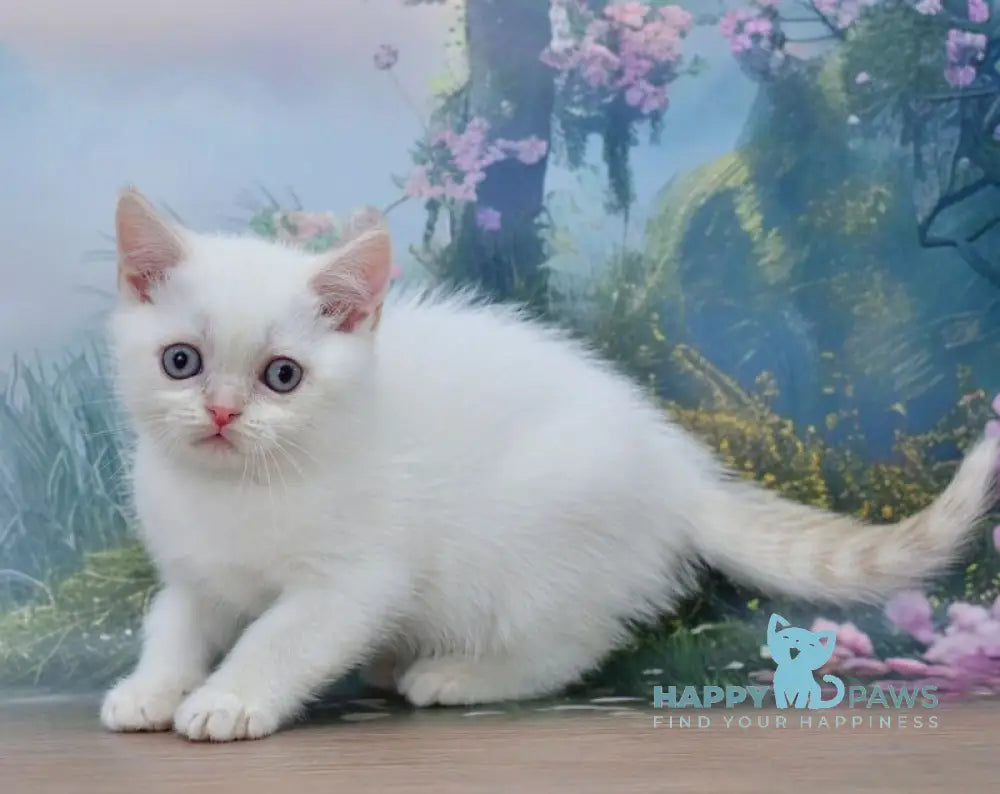 Irvin Scottish Straight male red tabby pointed live animals