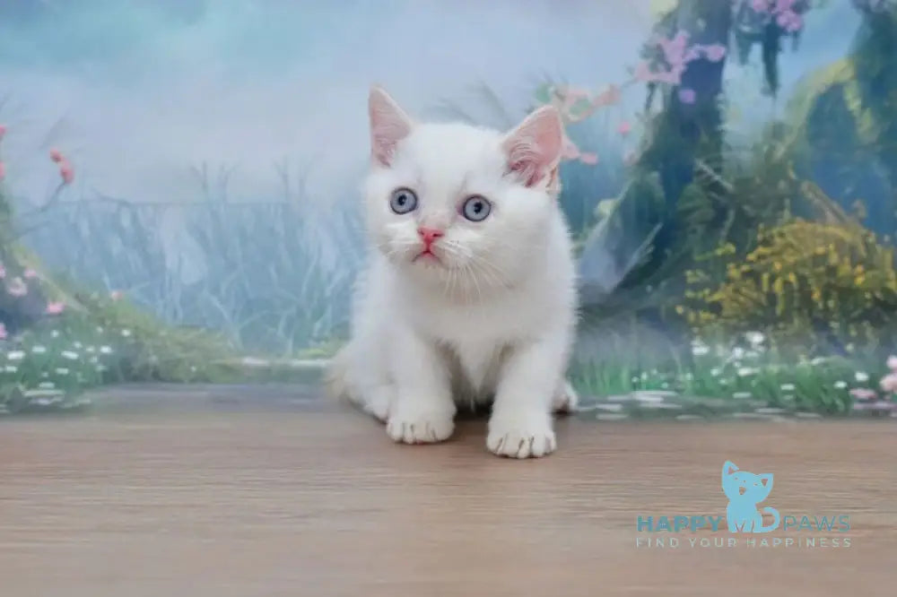 Irvin Scottish Straight male red tabby pointed live animals