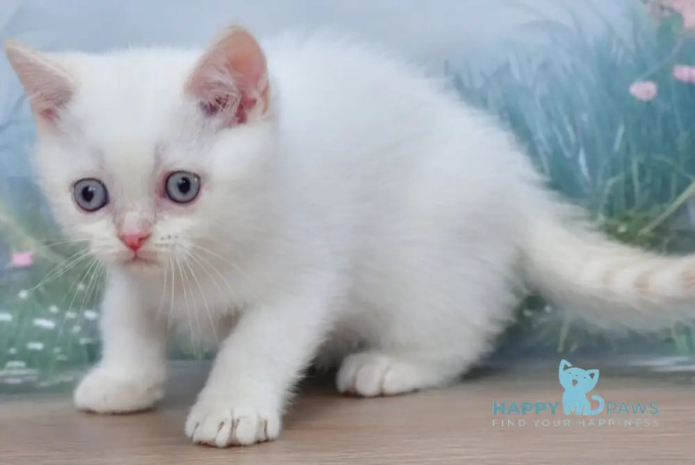 Irvin Scottish Straight male red tabby pointed live animals