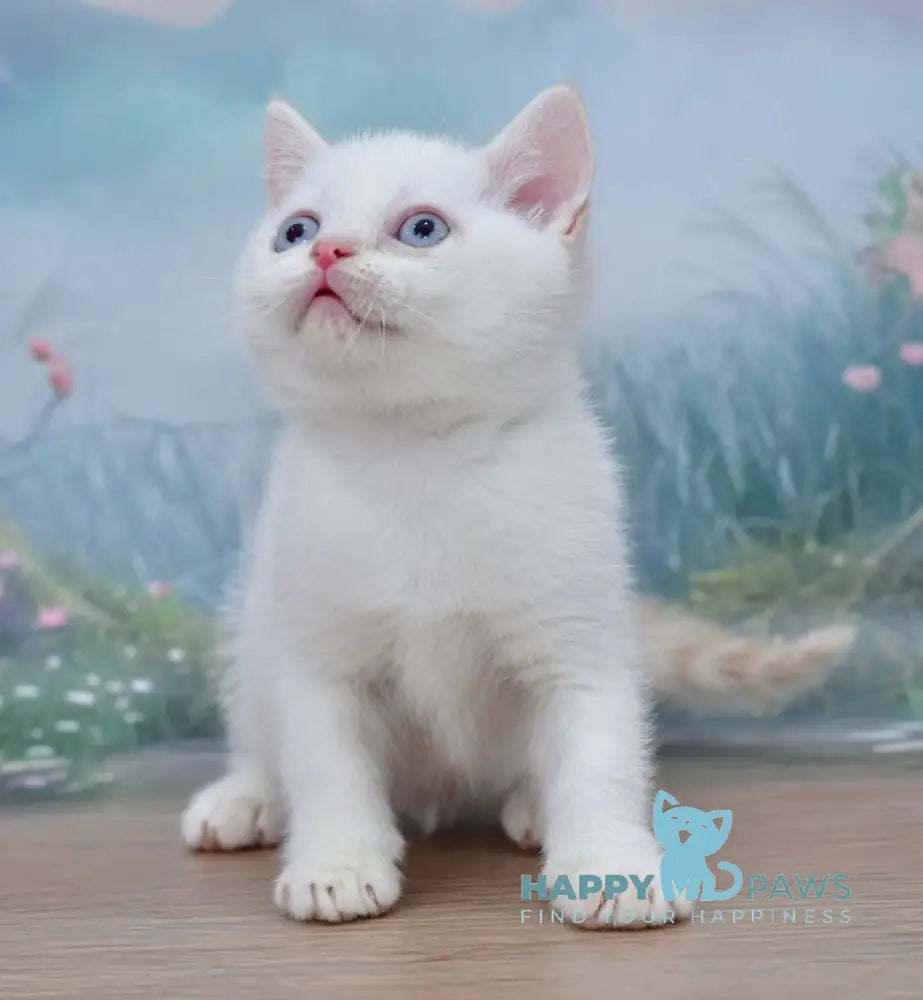 Irvin Scottish Straight male red tabby pointed live animals