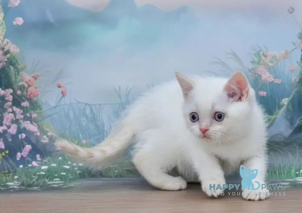 Irvin Scottish Straight male red tabby pointed live animals